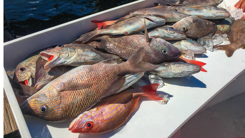 Red Snapper, July 2022
