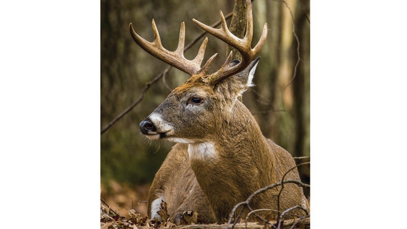 Maurepas Swamp Deer Season opens as floodwaters recede - L'Observateur ...